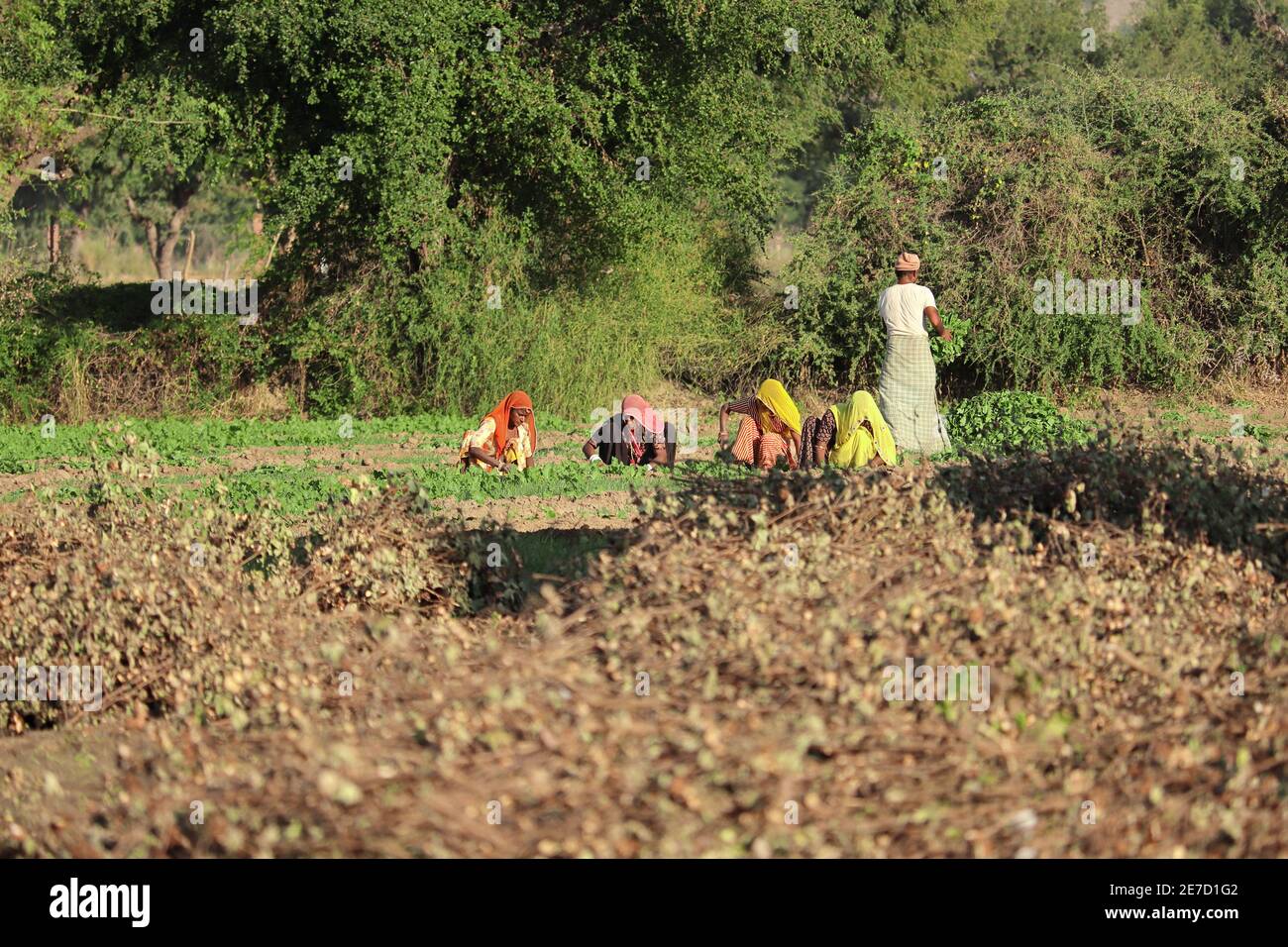 inde du rajasthan. 1er octobre 2020. Quatre Farmer femme en désherbage dans le champ Banque D'Images
