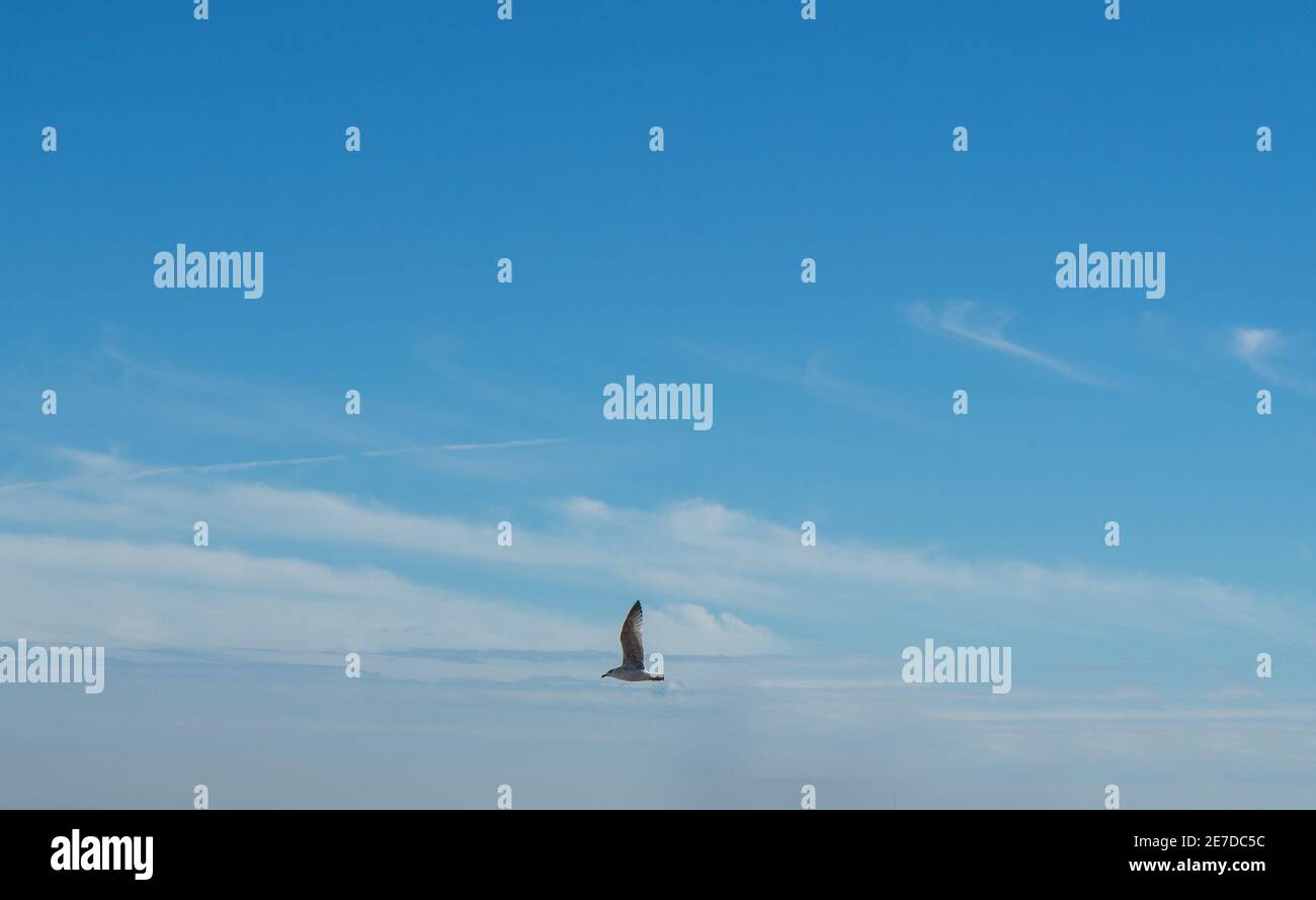 mouette blanche avec fond bleu ciel Banque D'Images