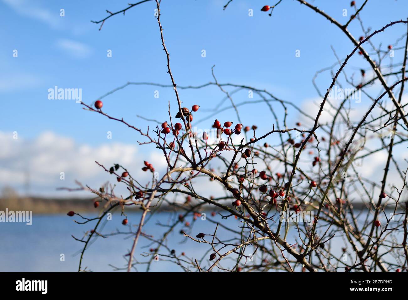 Baies rouges au bord d'un lac, au milieu d'un hiver bleu ciel Banque D'Images