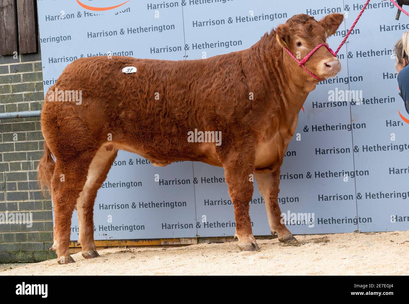 Carlisle, Cumbria, Royaume-Uni 29 janvier 2021A un pedigree de 14 mois, la femme Limousin, Willodge Poshépice, a vendu pour un record britannique pour une vache et un prix record mondial pour une femme Limousin, 250000gns, qui est de £262,500, dans une vente à Carlisle marché aux enchères. Elle a été vendue par le commissaire aux enchères James Little, qui travaille pour Harrison et Hetherington qui sont à la direction du marché. Les vendeurs étaient le troupeau Wilodge de Shropshire qui ont une réputation pour produire d'excellents bovins. Crédit : Wayne HUTCHINSON/Alamy Live News Banque D'Images