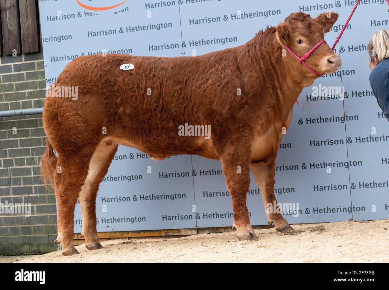 Carlisle, Cumbria, Royaume-Uni 29 janvier 2021A un pedigree de 14 mois, la femme Limousin, Willodge Poshépice, a vendu pour un record britannique pour une vache et un prix record mondial pour une femme Limousin, 250000gns, qui est de £262,500, dans une vente à Carlisle marché aux enchères. Elle a été vendue par le commissaire aux enchères James Little, qui travaille pour Harrison et Hetherington qui sont à la direction du marché. Les vendeurs étaient le troupeau Wilodge de Shropshire qui ont une réputation pour produire d'excellents bovins. Crédit : Wayne HUTCHINSON/Alamy Live News Banque D'Images