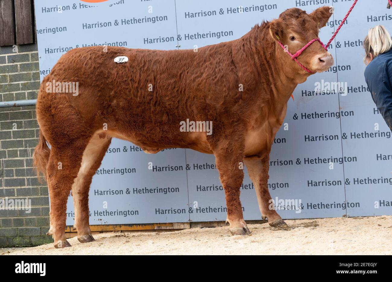 Carlisle, Cumbria, Royaume-Uni 29 janvier 2021A un pedigree de 14 mois, la femme Limousin, Willodge Poshépice, a vendu pour un record britannique pour une vache et un prix record mondial pour une femme Limousin, 250000gns, qui est de £262,500, dans une vente à Carlisle marché aux enchères. Elle a été vendue par le commissaire aux enchères James Little, qui travaille pour Harrison et Hetherington qui sont à la direction du marché. Les vendeurs étaient le troupeau Wilodge de Shropshire qui ont une réputation pour produire d'excellents bovins. Crédit : Wayne HUTCHINSON/Alamy Live News Banque D'Images