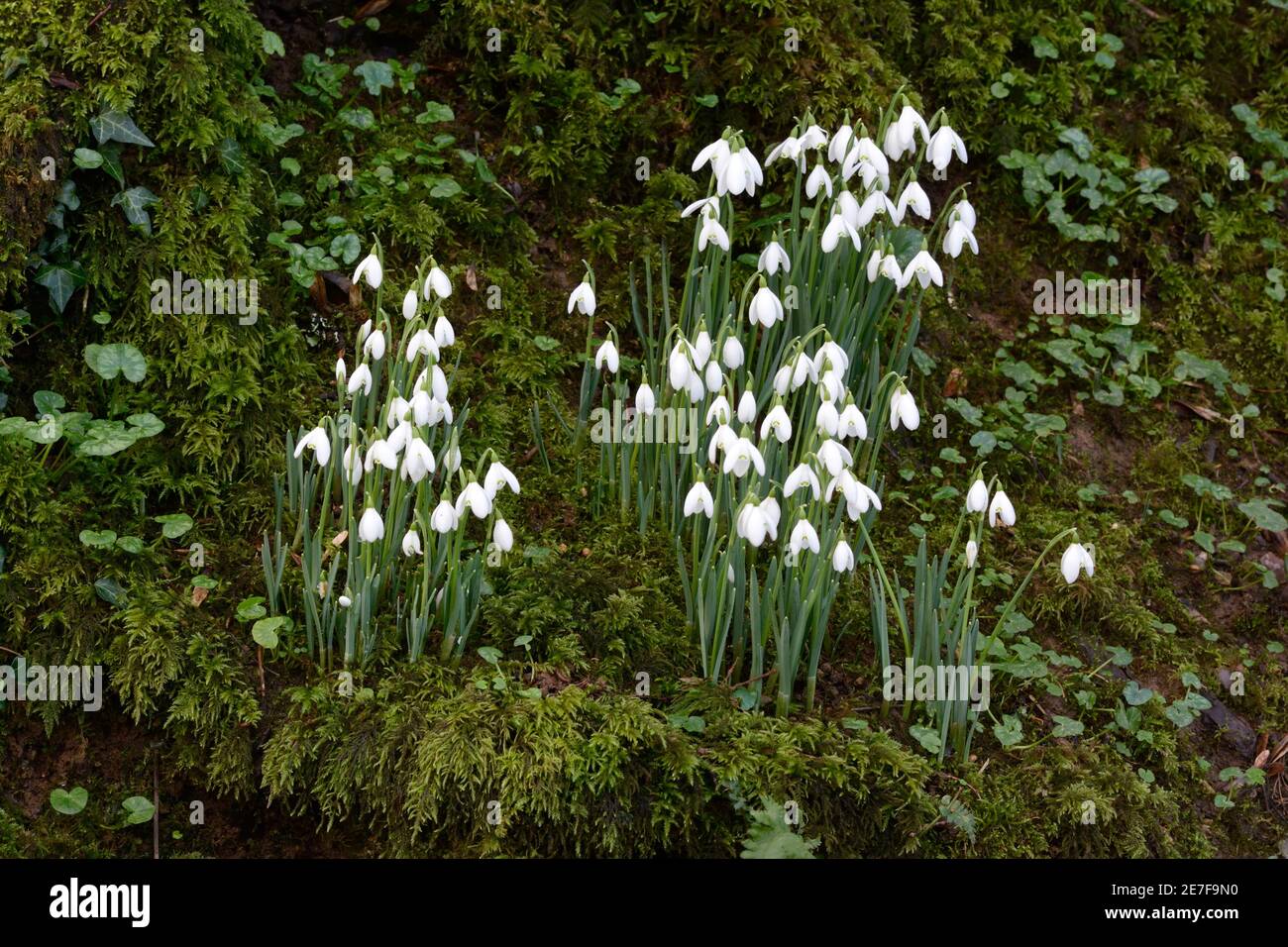 Des gouttes de neige poussant sur une banque de mousse dans la forêt de Galanthus nivalis Banque D'Images