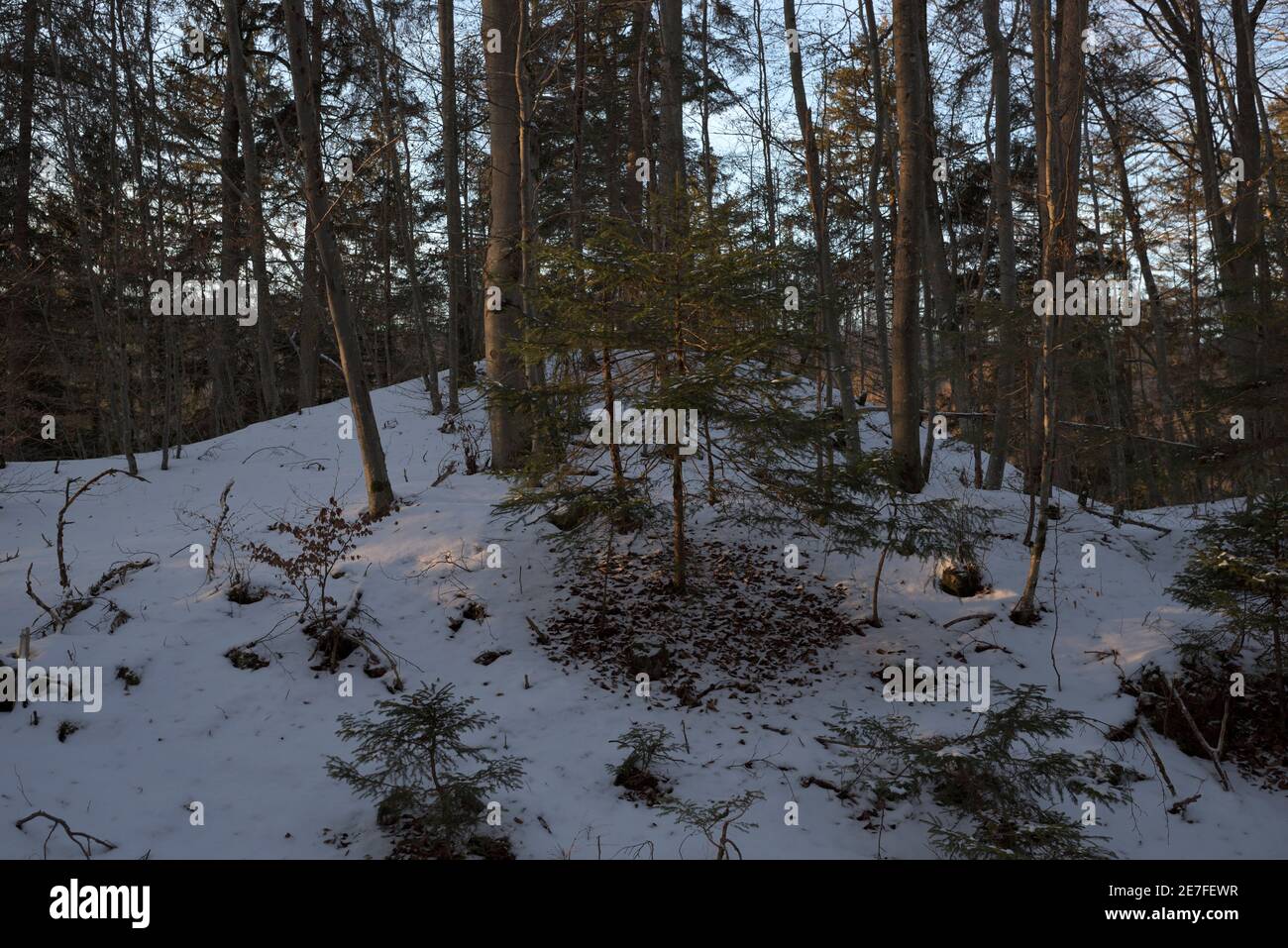 Taches de lumière du soleil tardive dans une forêt enneigée, Bavière, Allemagne Banque D'Images