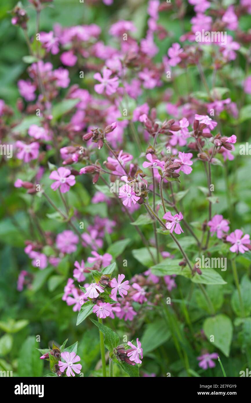 La fleur rose du Clifford Moor , Silene digia Banque D'Images