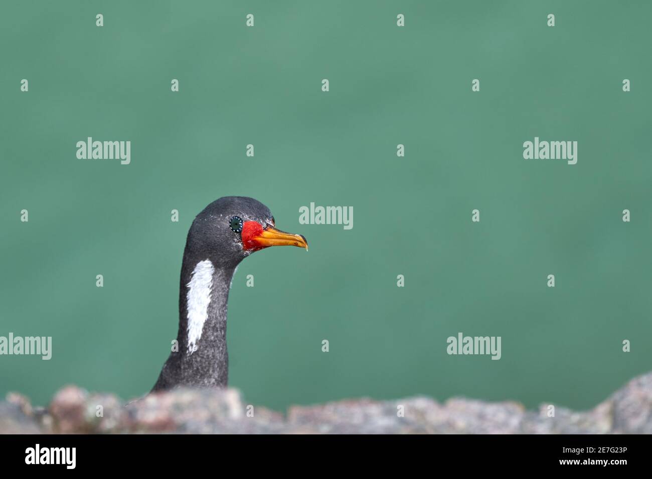 Phalacrocorax gaimardi est un cormoran à pattes rouges aux yeux arrosés bleu hypnotique, assis dans le mur de roche des falaises cloase à Puerto deseado à la Banque D'Images