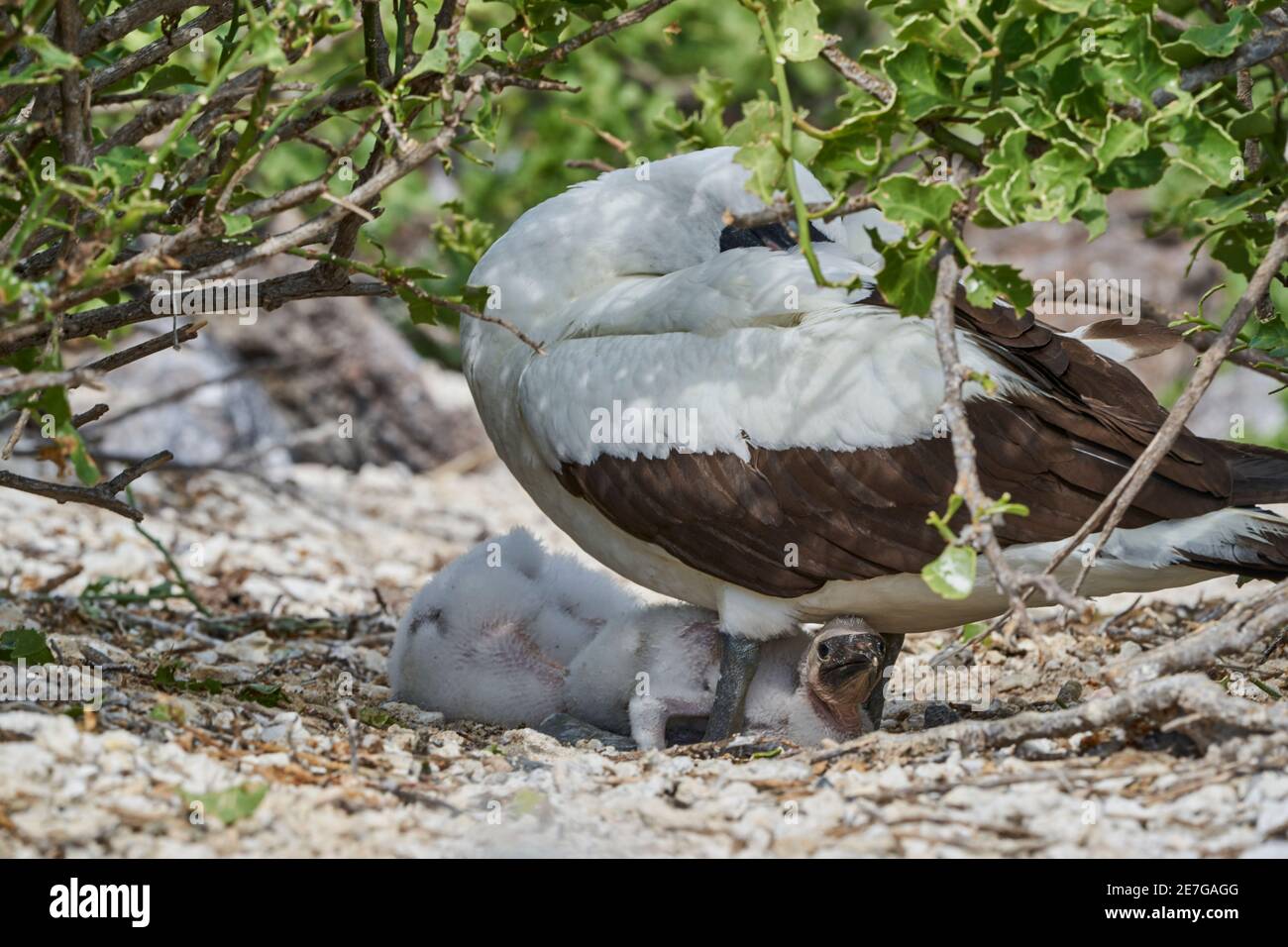 Adulte Nazca booby avec deux poussins dans le nid, Sula granti, est un grand oiseau de mer blanc, avec masque noir, vivant sur les îles Galapagos, autrefois connu Banque D'Images