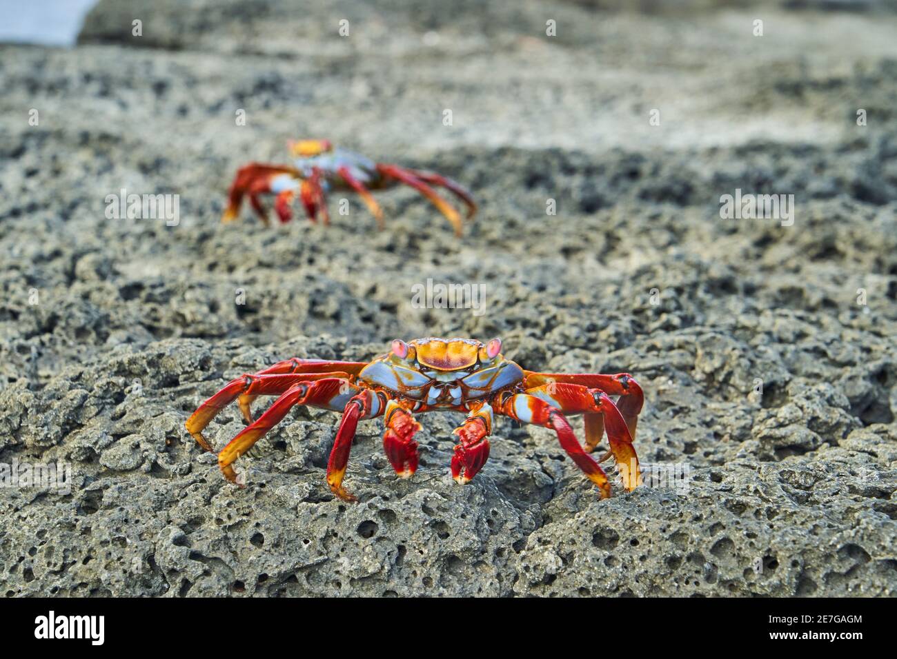 Crabe rouge , Grapsus Grapsus, également connu sous le nom de Sally Lightfoot crabe assis sur les rochers de lave des îles galapagos, Equateur, Amérique du Sud Banque D'Images