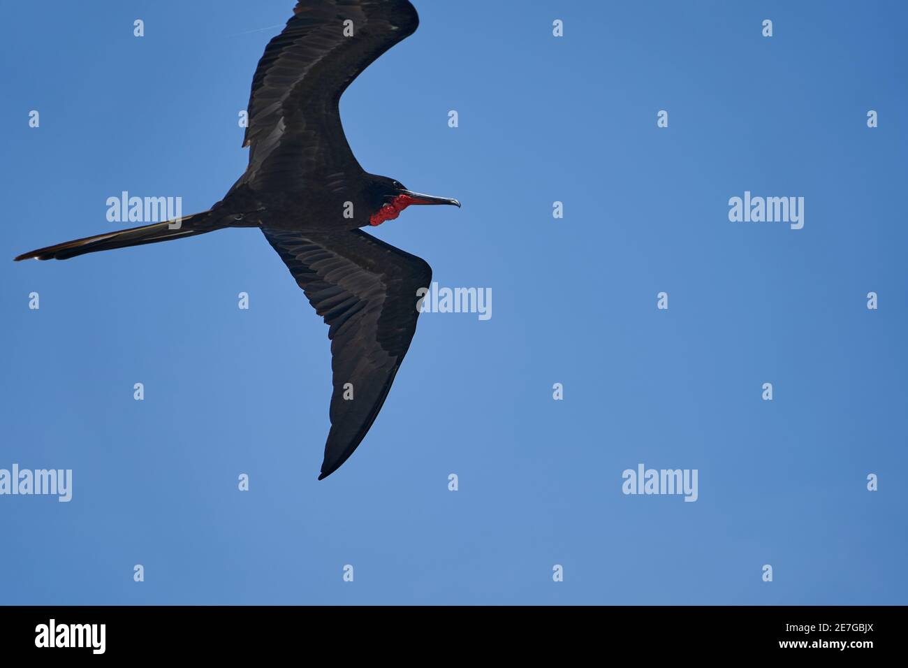 Magnifique figatebird, Fregata magnifiens, est un grand oiseau de mer noir avec un sac gular rouge caractéristique. Un oiseau frégate qui survole le ciel bleu clair Banque D'Images