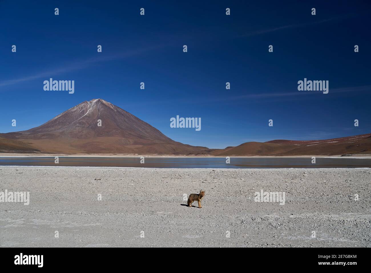 renard andin devant la laguna verde un beau lac de montagne à haute altitude dans le paysage aride altiplano De Bolivie avec volcan noir Lican Banque D'Images