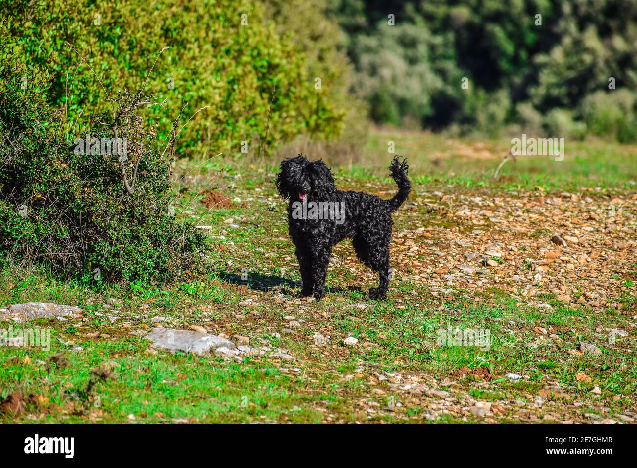 Un joli chien noir à poil dur dans un parc Banque D'Images