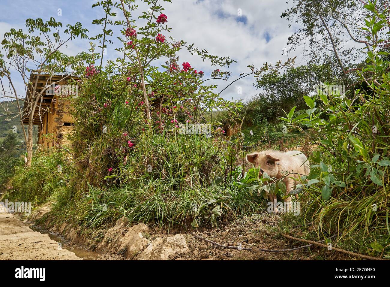 mignon et drôle petit porcelet sur une ferme rurale le chemin vers les tombeaux du complexe funéraire de revash dans le andes du Pérou Banque D'Images