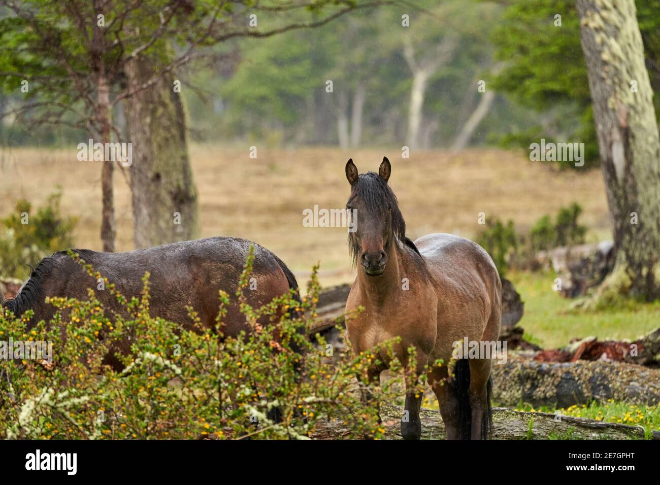 Equus, chevaux sauvages à tierra del fuego, Patagonie. Des chevaux sombres, forts et forts debout sous la pluie dans un bois avec des buissons et un vert gras luxuriant, ainsi Banque D'Images