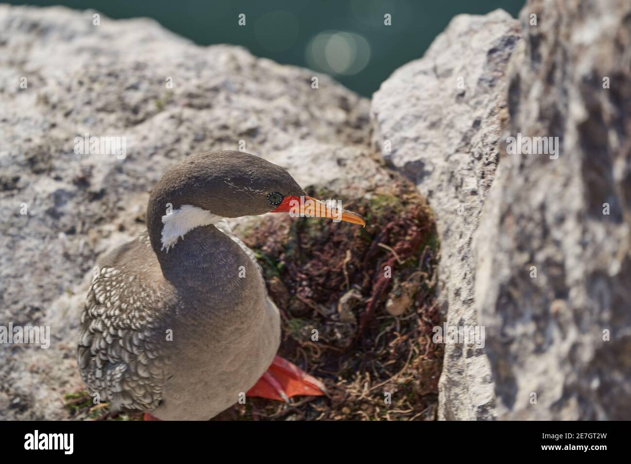 Phalacrocorax gaimardi est un cormoran à pattes rouges aux yeux arrosés bleu hypnotique, assis dans le mur de roche des falaises cloase à Puerto deseado à la Banque D'Images