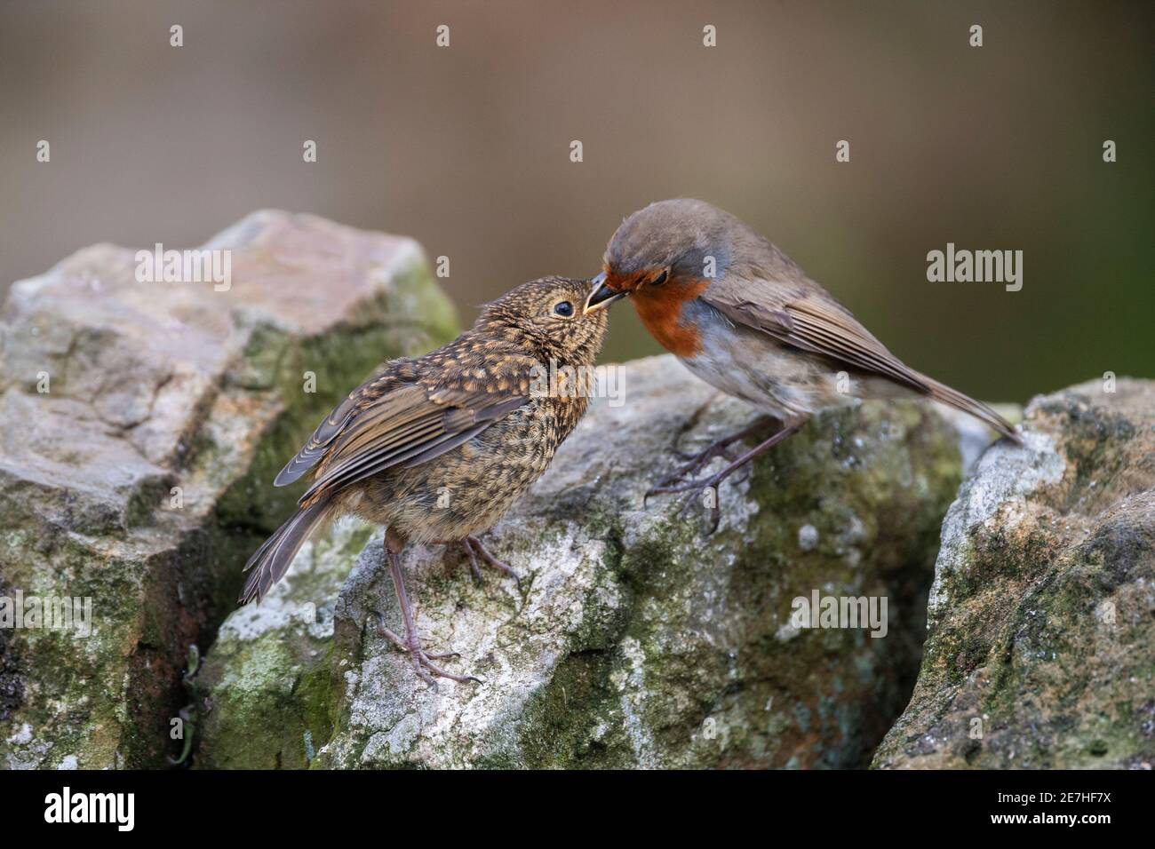 Robin (erithacus rubecula) nourrissant des jeunes nains, Northumberland, Royaume-Uni Banque D'Images Robin (erithacus rubecula) nourrissant des jeunes nains, Northumberland, Royaume-Uni Banque D'Images