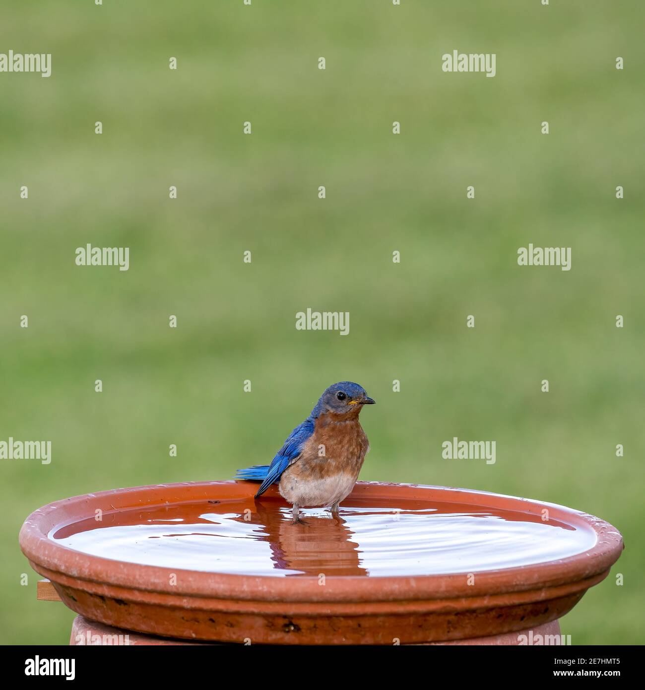 Oiseau bleu au bain d'oiseaux. Banque D'Images