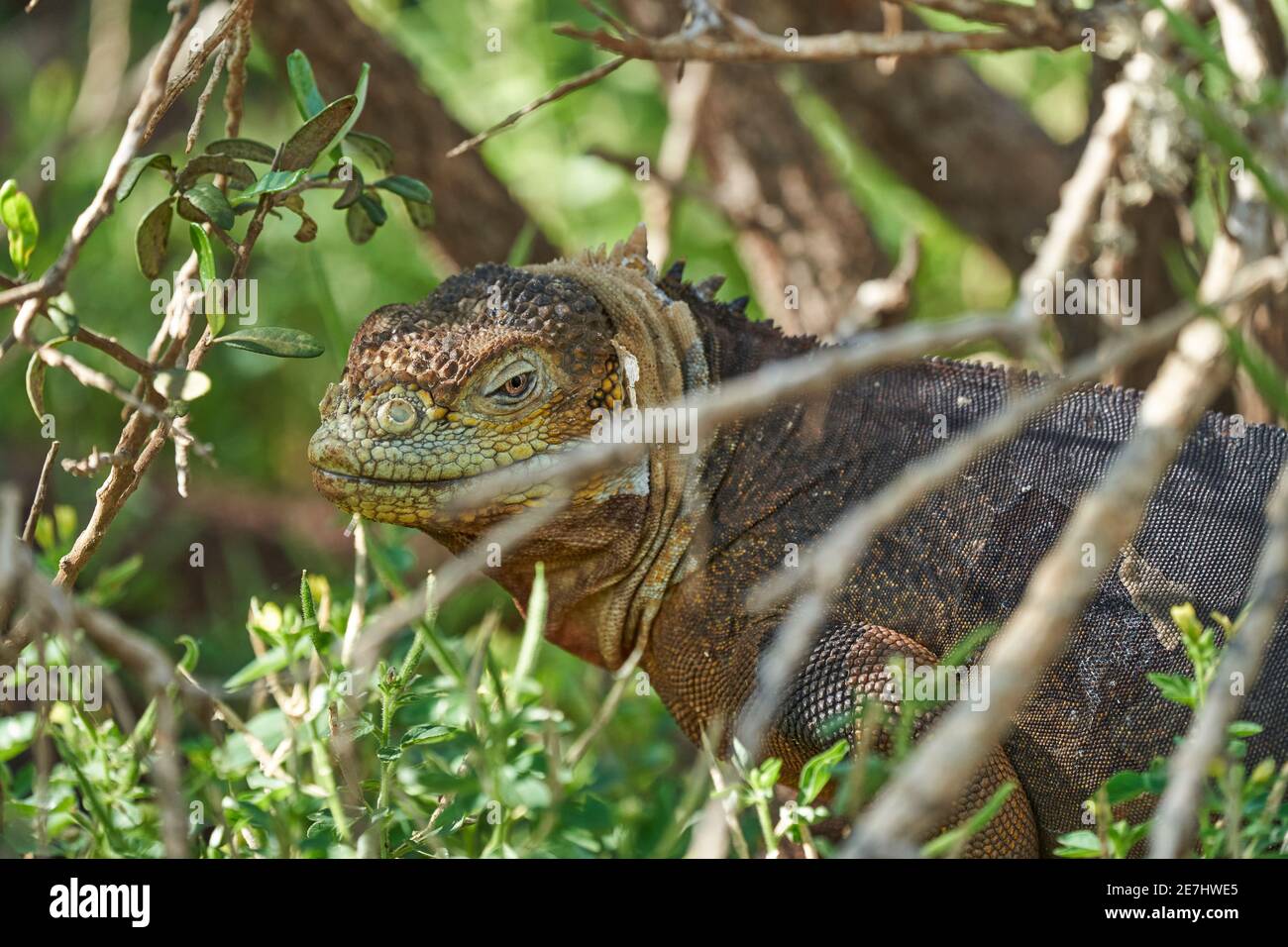 Galapagos Land iguana, Conolophus subcristatus. Dans son habitat naturel. Un lézard jaune qui ressemble à un petit dragon ou un dinosaure. Îles Galapagos, ce Banque D'Images