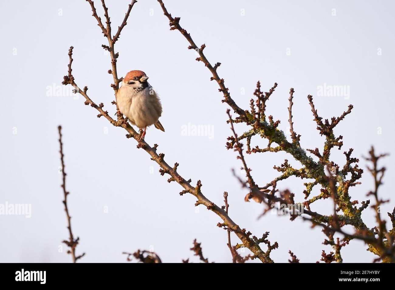 Oiseau d'arsier eurasien assis sur une branche (Passer montanus) Banque D'Images