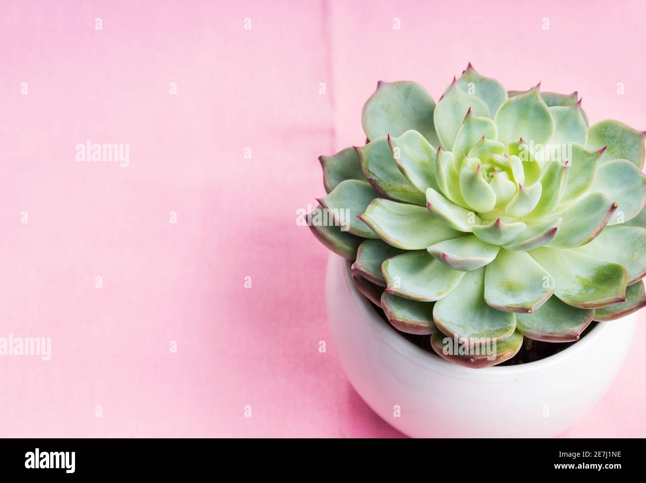 Plante succulente sur fond textile rose pastel Banque D'Images