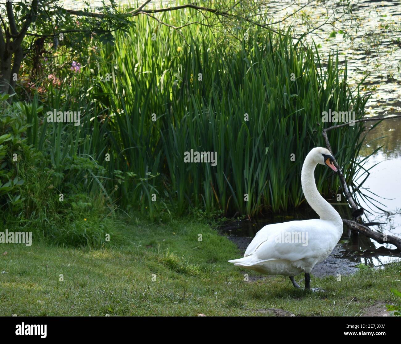 Un cygne blanc enneigé se tenant au bord de l'eau. Banque D'Images Un cygne blanc enneigé se tenant au bord de l'eau. Banque D'Images