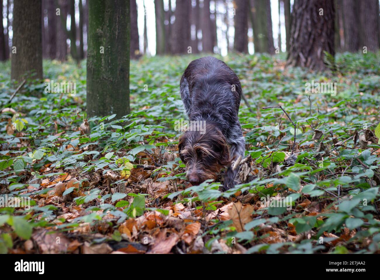 Griffon, qui pointe à poil dur, tente de trouver le sentier de senteur d'un animal blessé dans la forêt. Chien de chasse en action. Trouver un volume. Chien, CZE Banque D'Images