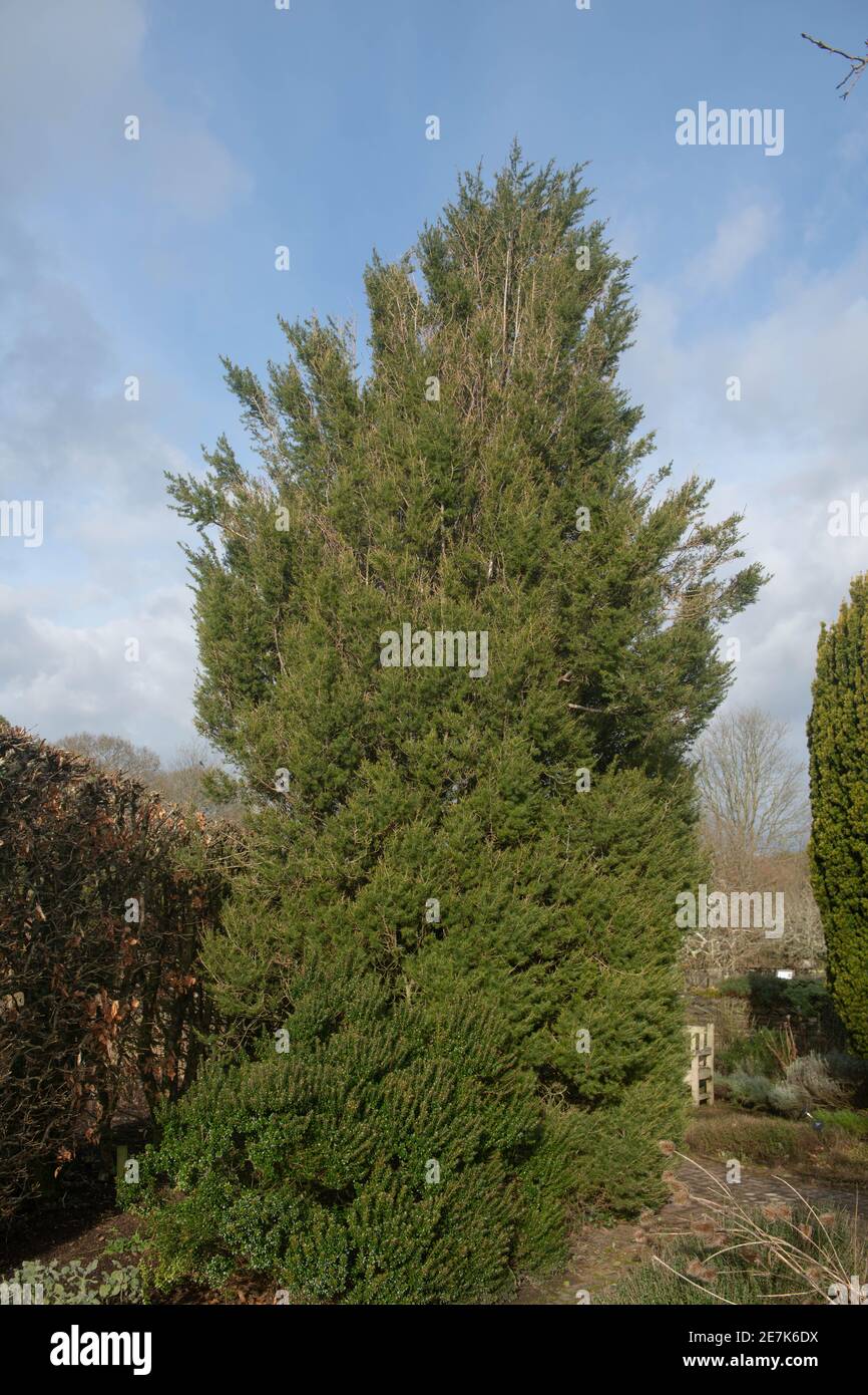 Feuillages d'hiver de la conifère Evergreen Dwarf Cèdre du Liban (Cedrus libani 'Comte de Dijon') en pleine croissance dans un jardin du Devon rural, Angleterre, Royaume-Uni Banque D'Images