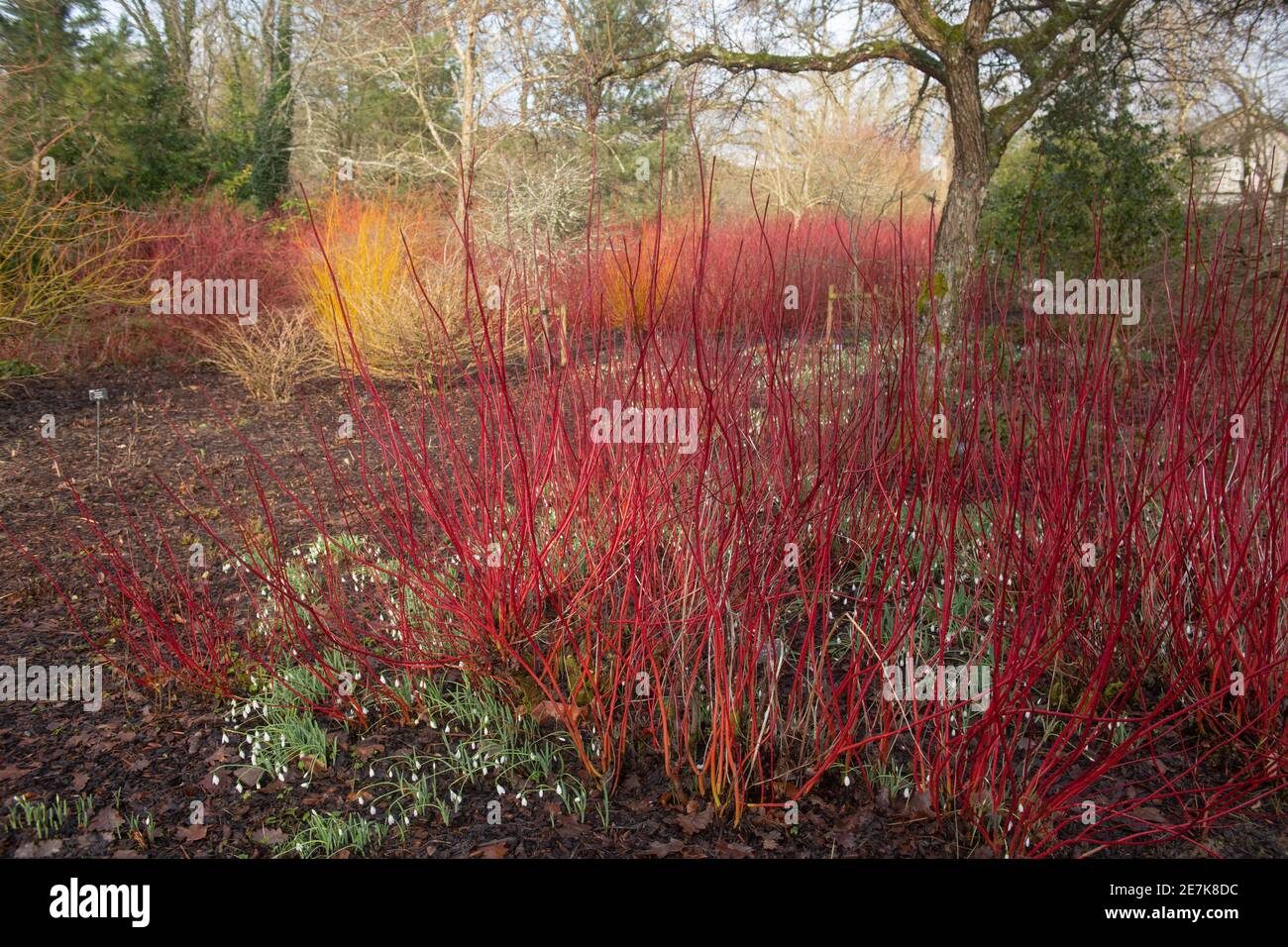 Tiges d'hiver rouge vif sur un arbuste à feuilles caduques Siberian Dogwood  (Cornus alba 'Sibirica') Entouré de Snowdrops dans un jardin des bois dans  le Devon rural Photo Stock - Alamy