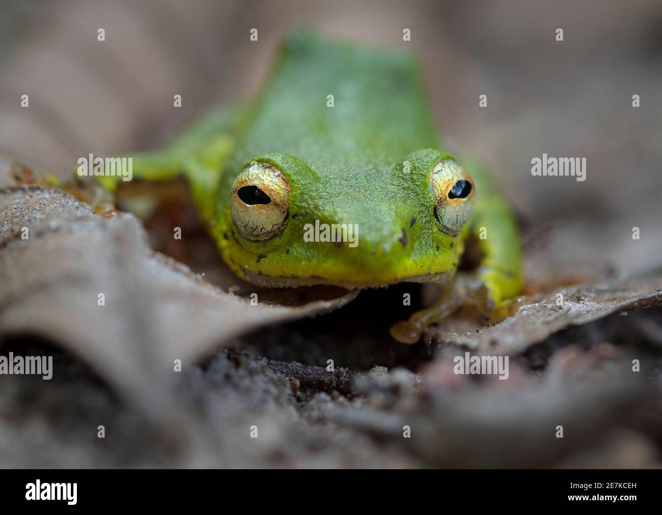 La grenouille à roseau africaine (Hyperolius cinnamomeoventris) change de couleur, autrement connu sous le nom de dichromatisme sexuel dynamique. Figure 1/2. Parc national de Loango, G Banque D'Images