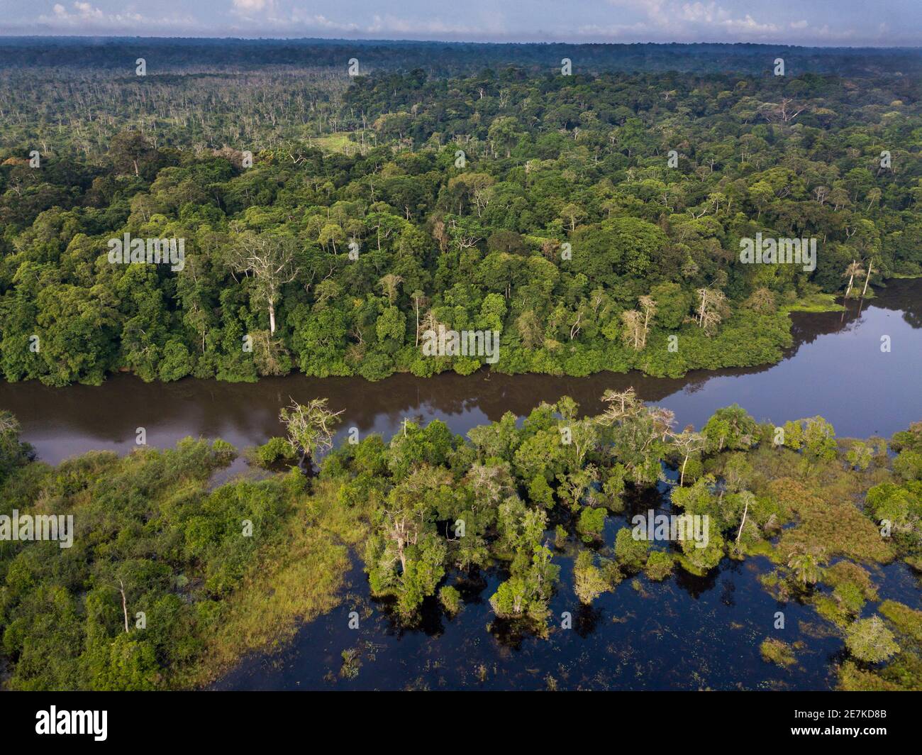 Vue aérienne de la forêt tropicale du Congo le long de la rivière Rembo Ngowe, Akaka, Parc national de Loango, Gabon. Banque D'Images
