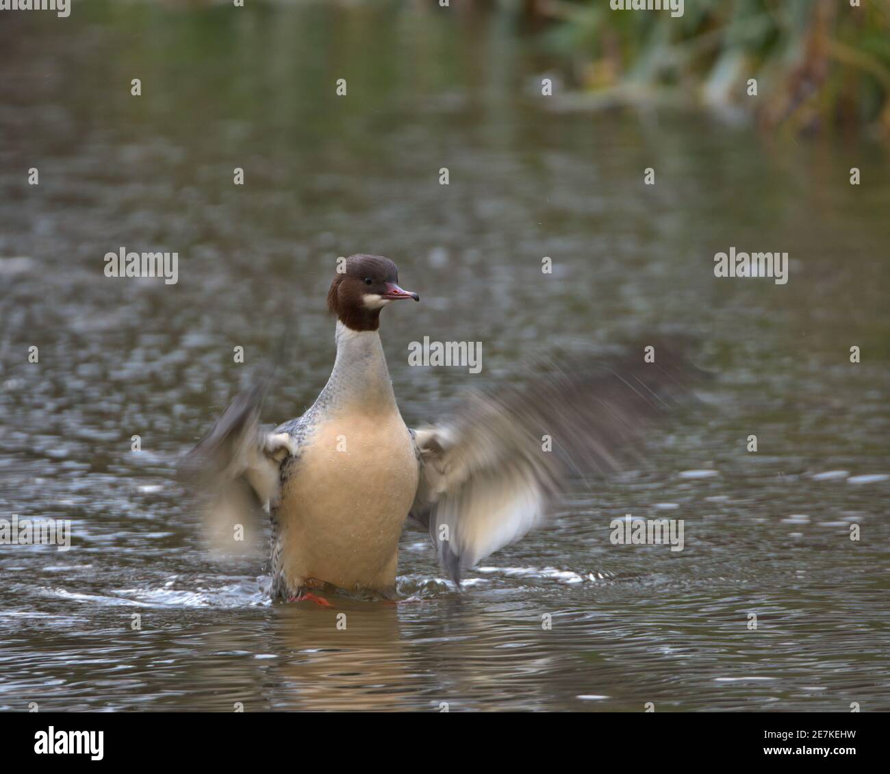 Goosander ou également connu sous le nom de merganser commun Banque D'Images