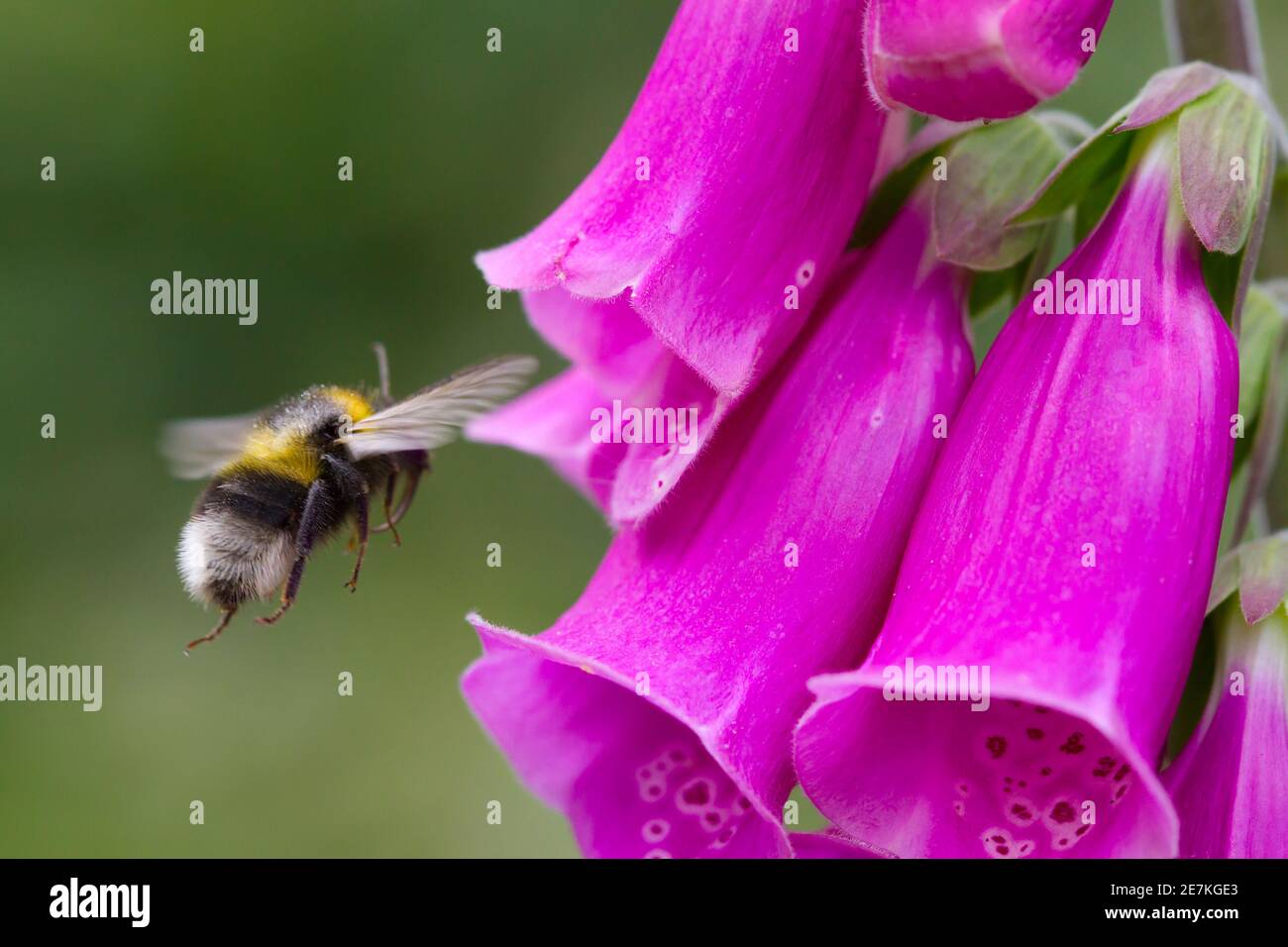 Bumblebee à queue blanche (Bombus lucorum) volant vers Foxglove flower, Sussex, Royaume-Uni. Juin Banque D'Images