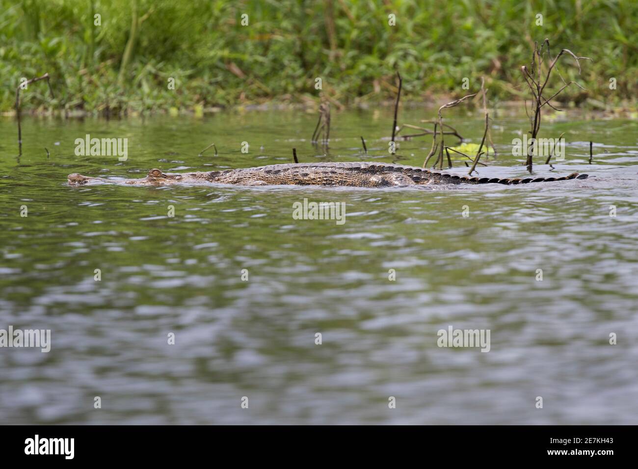Crocodile à museau mince d'Afrique centrale (Mecistops leptorhynchus) Parc national de Loango, Gabon, Afrique centrale. En danger critique d'extinction Banque D'Images