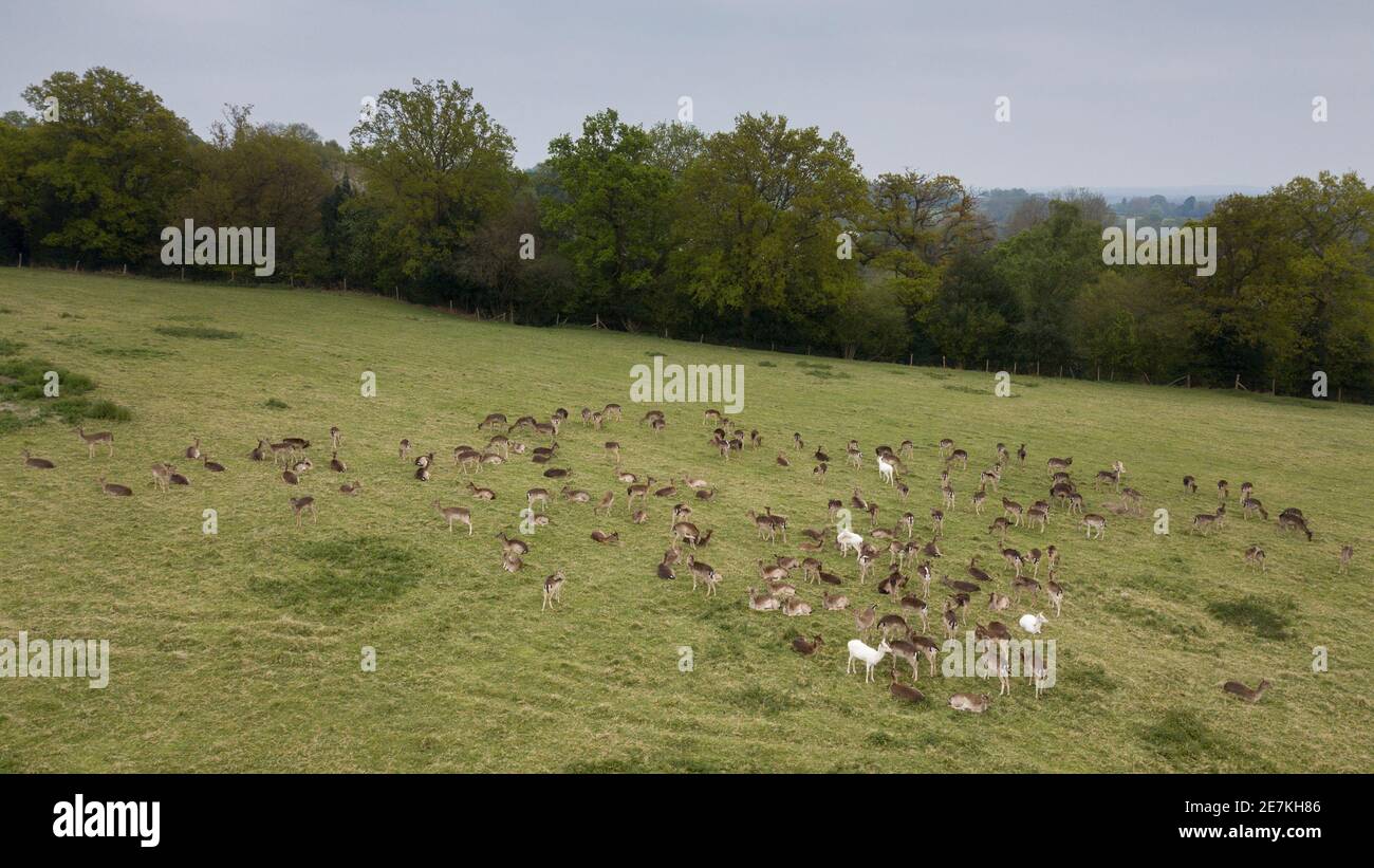 Grand troupeau sauvage de cerfs de Virginie (Dama dama), High Weald AONB, West Sussex, Royaume-Uni. Quand les troupeaux atteignent cette taille de la gestion inefficace des cerfs et de l'absence de pré Banque D'Images