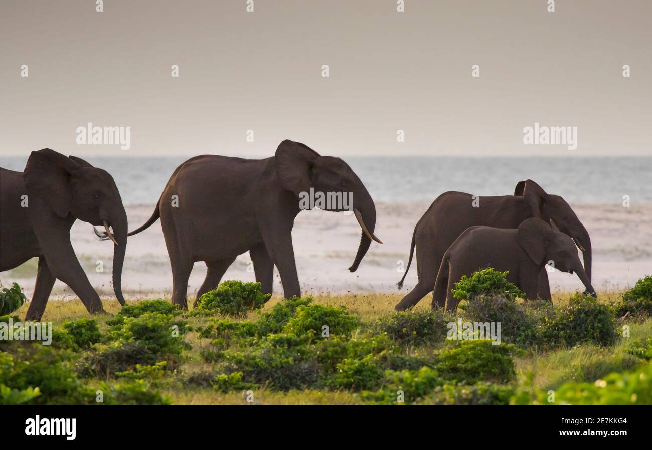 Groupe de la famille des éléphants de forêt africains (Loxodonta cyclotis) à la plage, parc national de Loango, Gabon. Banque D'Images