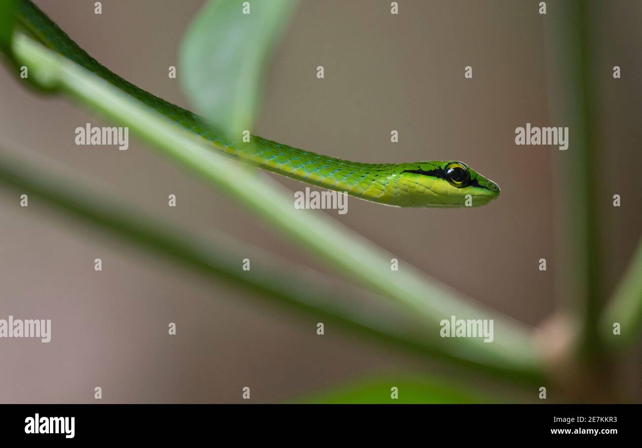 Serpent émeraude (Hapsidophyrys smaragdinus) Parc national de Loango, Gabon, Afrique centrale. Banque D'Images