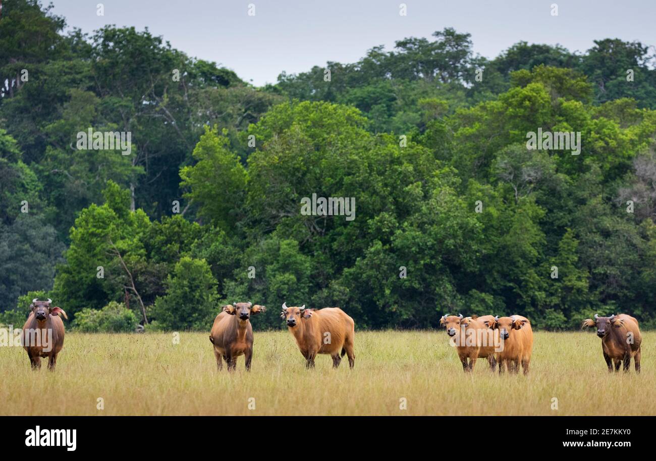 Forêt africaine ou Dwarf Buffalo (Syncerus caffer nanus) Parc national de Loango, Gabon, Afrique centrale. Banque D'Images
