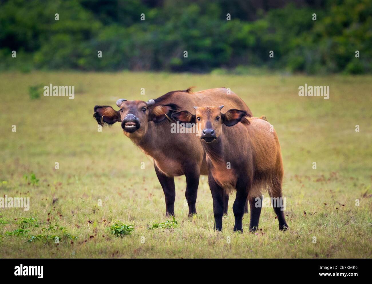 Forêt africaine ou Dwarf Buffalo (Syncerus caffer nanus) mère et jeune, Parc national de Loango, Gabon, Afrique centrale. Banque D'Images