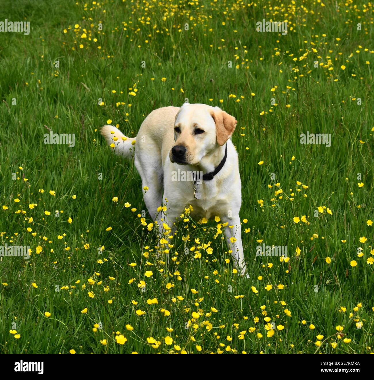 Un Labrador doré debout dans un champ de tasses de beurre. Banque D'Images