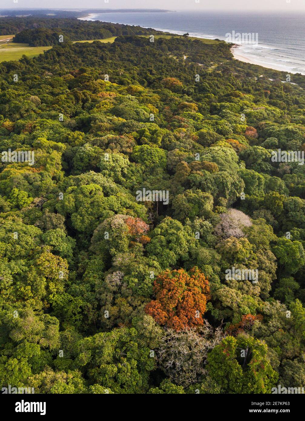 Forêt tropicale le long de la côte atlantique, près d'Omboue, Gabon, Afrique centrale. Banque D'Images