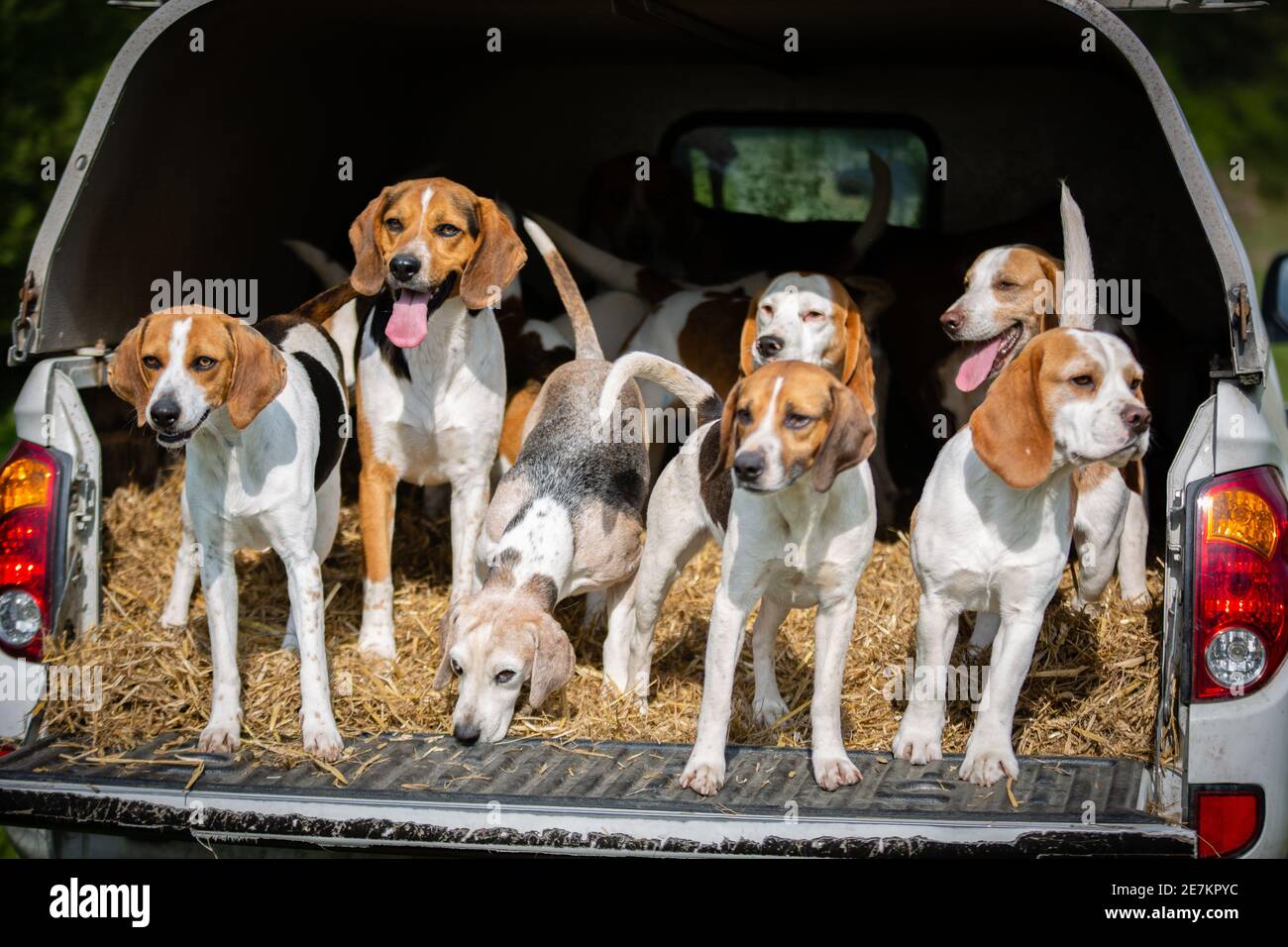Se trouve à l'arrière du camion de ramassage appartenant à le club de lévrier border beagle Banque D'Images