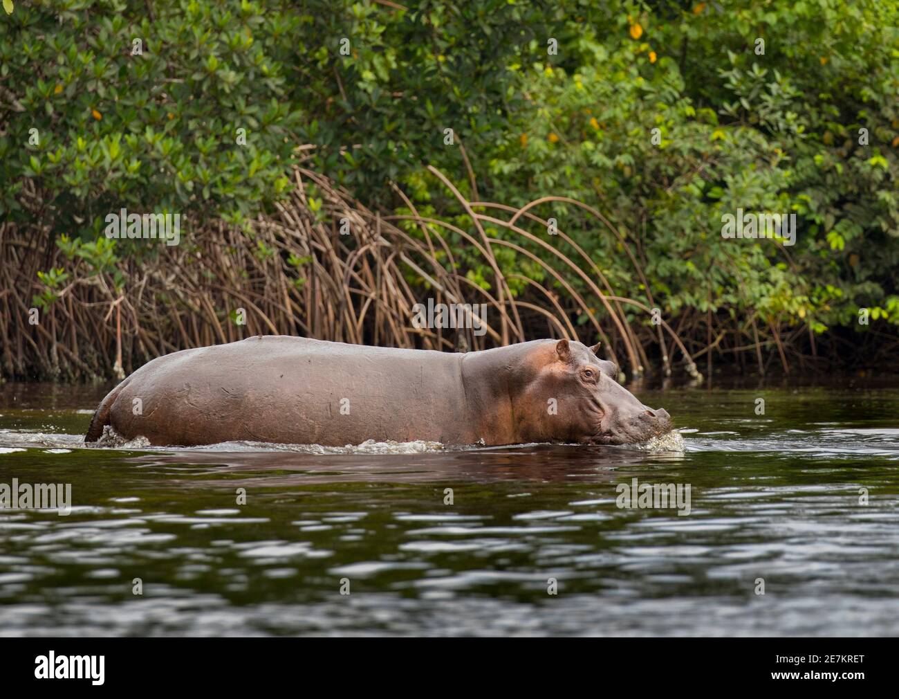 Hippopotame (Hippopotamus amphibius) émergeant de mangroves, parc national de Loango, Gabon, Afrique centrale Banque D'Images