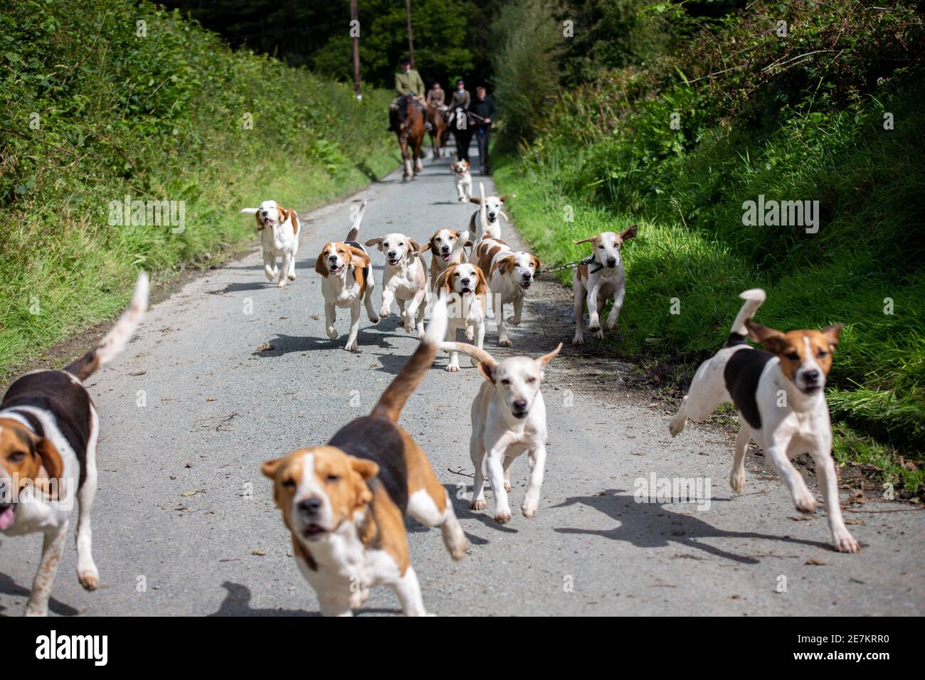 Beagle se dirige vers la maison après que le chien se soit exervé pour traîner chasse Banque D'Images