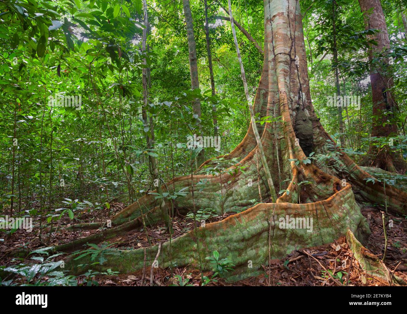 Racines de contreforts de la forêt tropicale, parc national de Loango, Gabon. Banque D'Images
