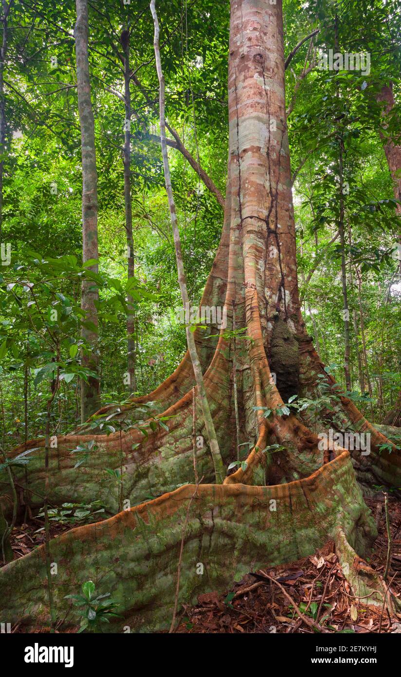 Racines de contreforts de la forêt tropicale, parc national de Loango, Gabon. Banque D'Images