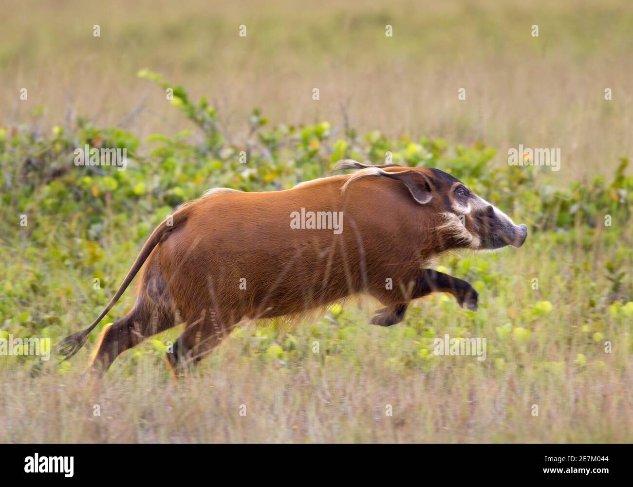 Red River Hog (Potamochoerus porcus) en course, parc national de Loango, Gabon, Afrique centrale. Banque D'Images