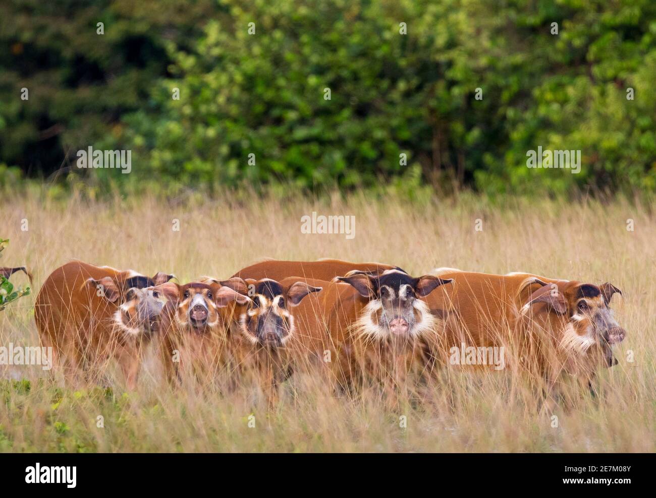 Groupe de porcs de la rivière Rouge (Potamochoerus porcus) en herbe longue, parc national de Loango, Gabon, Afrique centrale. Banque D'Images