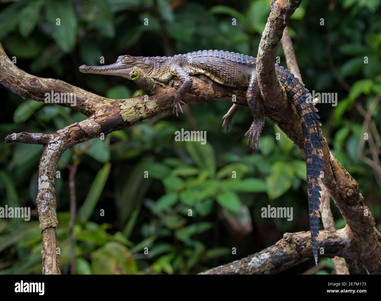 Crocodile (Mecistops leptorhynchus) Mpivie, Gabon, Afrique centrale. En danger critique d'extinction Banque D'Images
