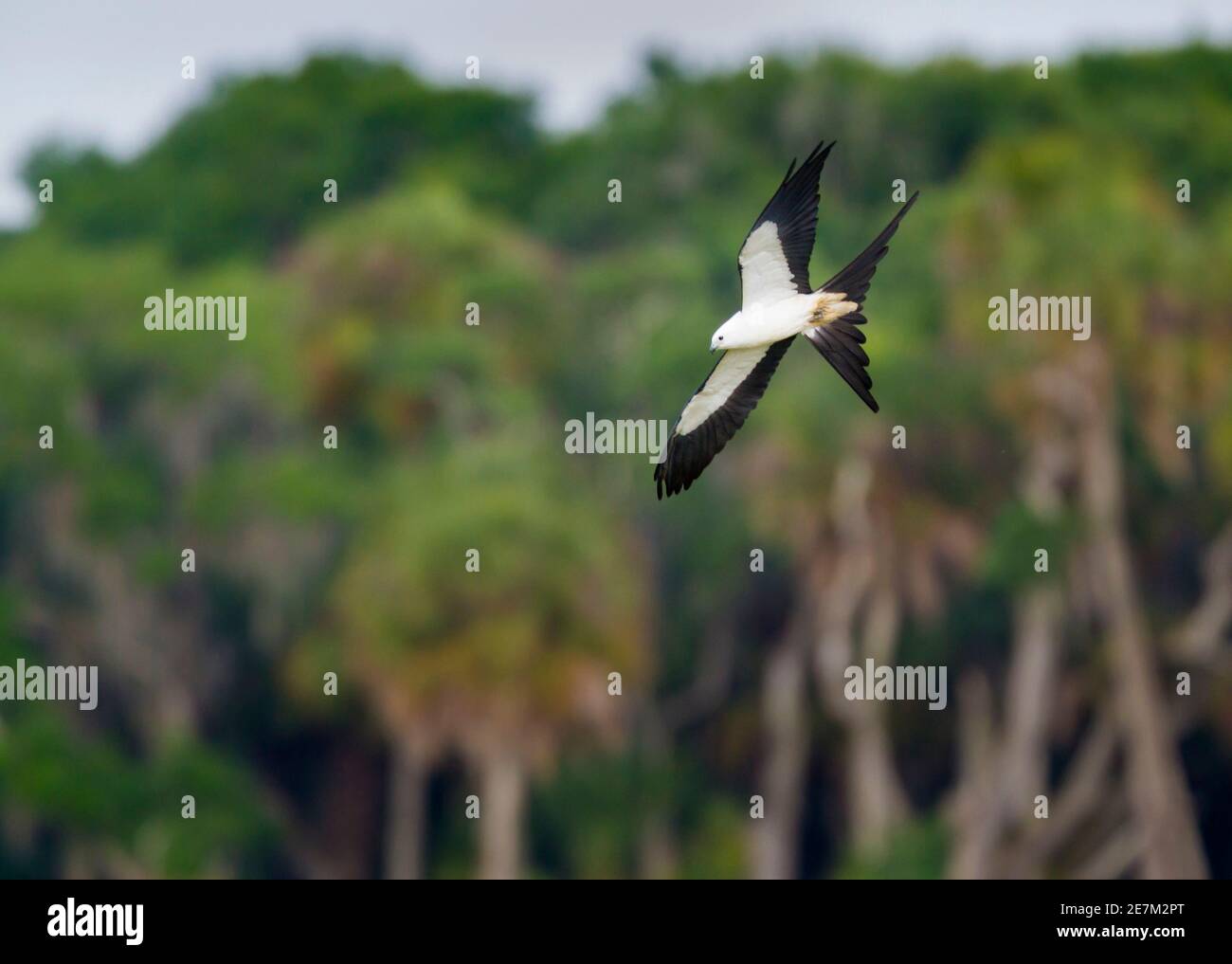 Kite à queue hirondelle (Elanoides forficatus) Parc national de la rivière Myakka, Floride, États-Unis Banque D'Images