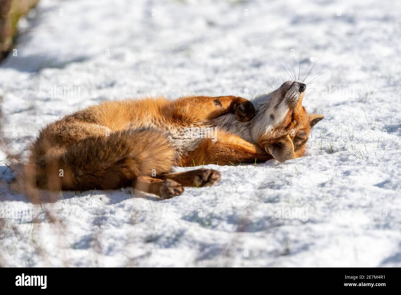 Un jeune renard heureux appréciant couché dans la neige Banque D'Images