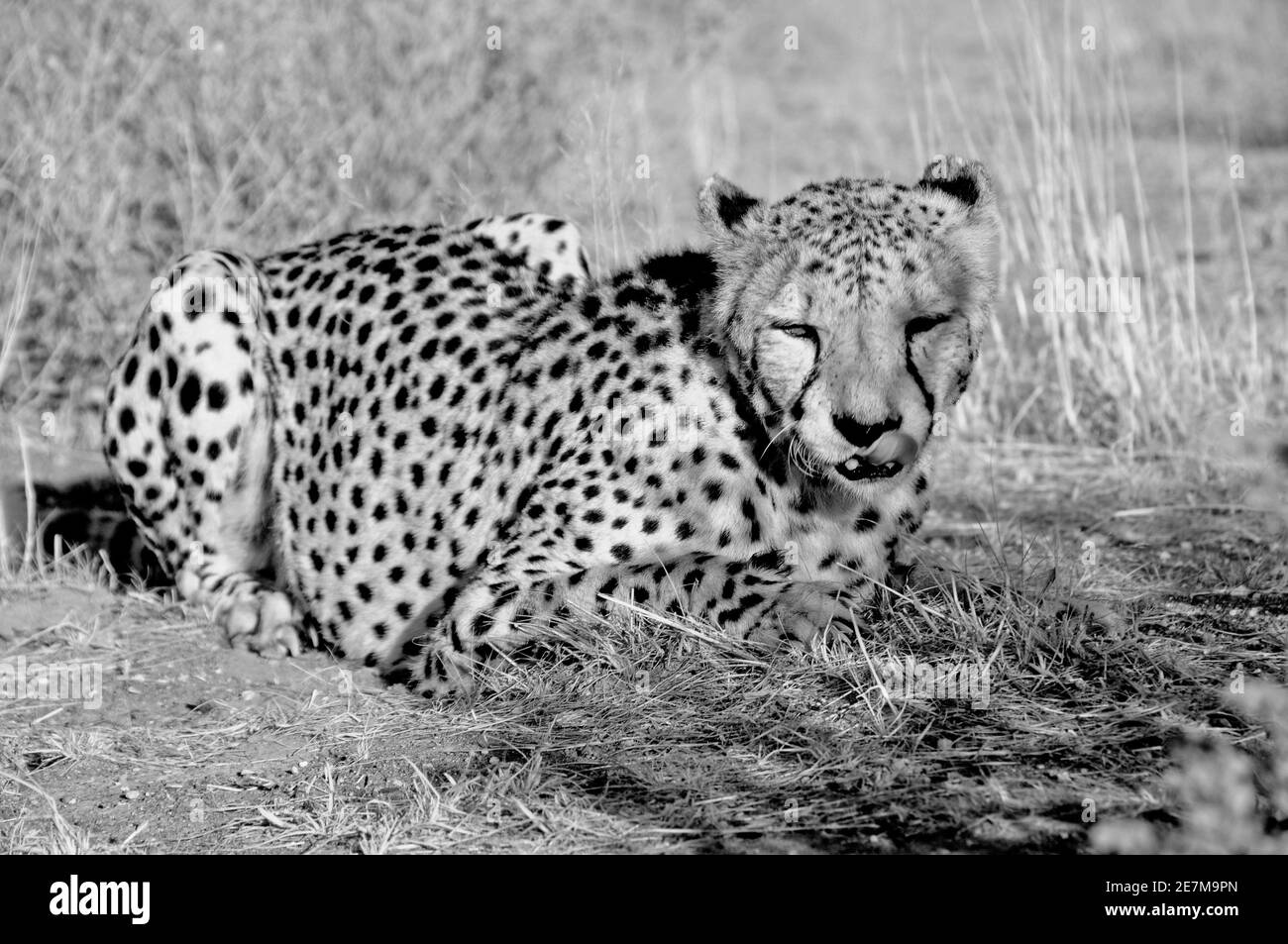 Namibie : un guépard situé sur le sol sablonneux du Kalahari namibien près d'Otjiwarongo Banque D'Images